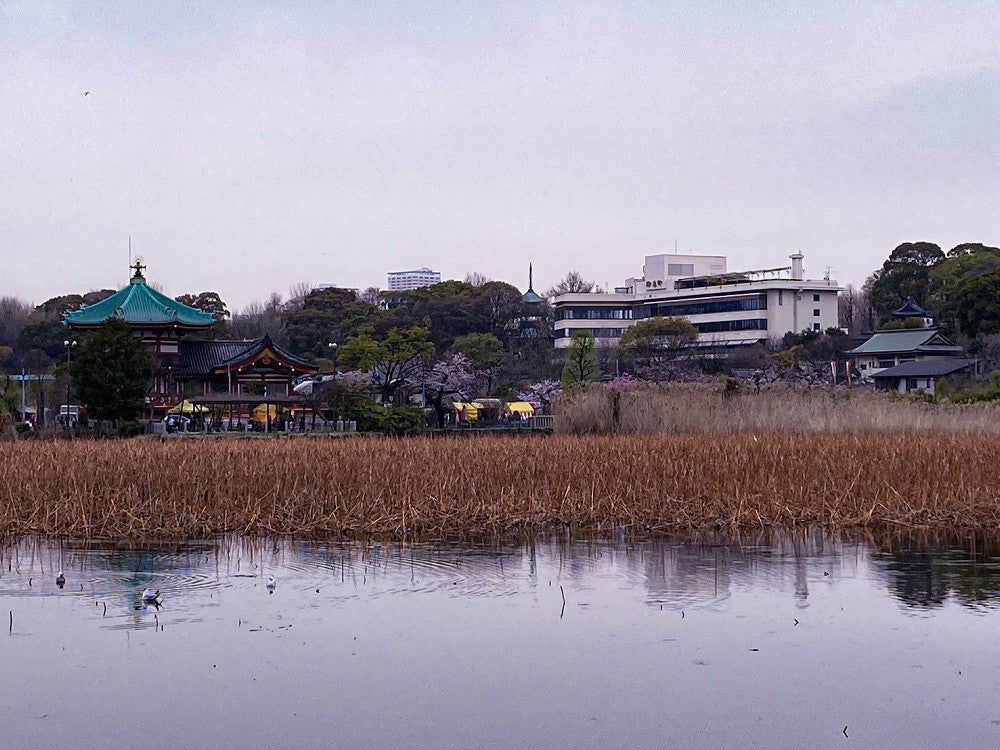 不忍池の向こうに見える精養軒（右奥）。四季の自然に囲まれた立地にある。左手前は不忍弁天堂