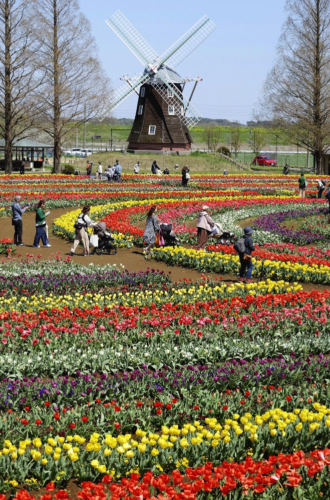 色とりどりのチューリップが見頃を迎えた「あけぼの山農業公園」（１０日、千葉県柏市で）＝高橋美帆撮影