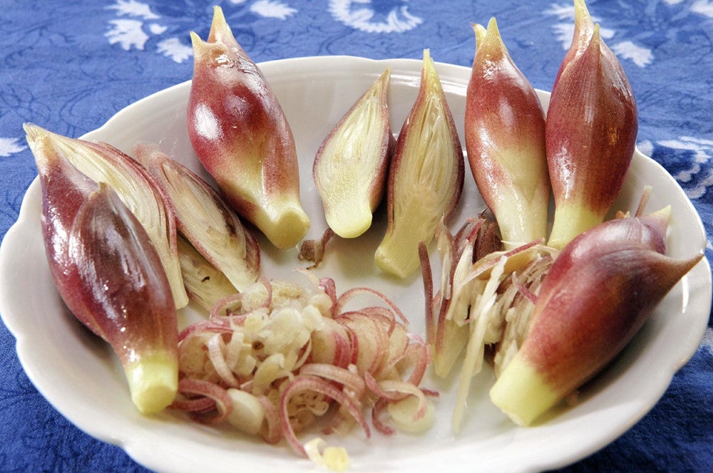 夏が旬のミョウガ。独特の香りの成分にはストレス緩和の効果があるとされる。「食べると物忘れがひどくなる」と言われるが、根拠はない