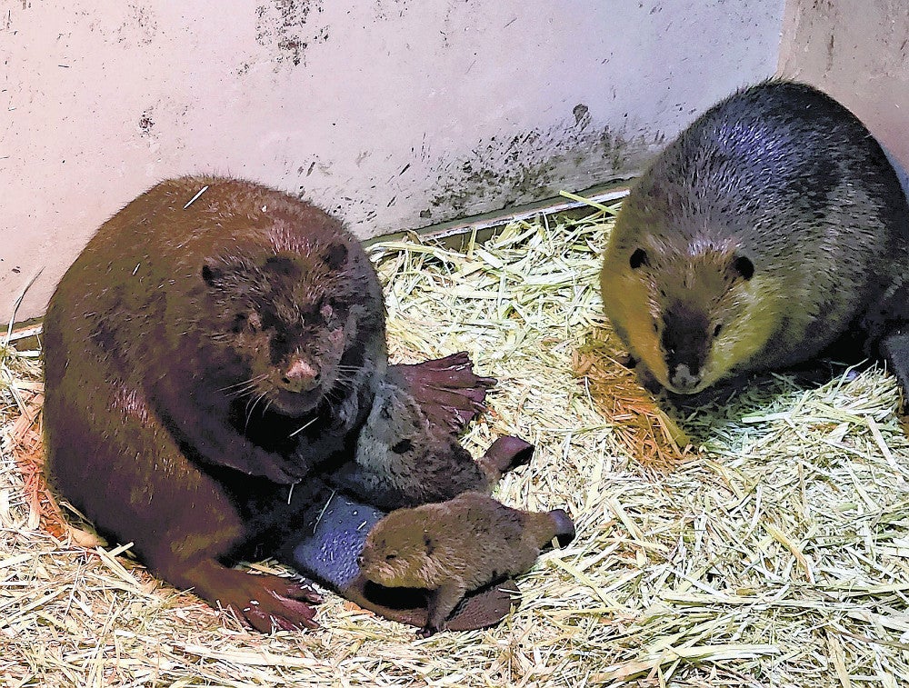 アメリカビーバーの赤ちゃん（中央）＝高知県立のいち動物公園提供