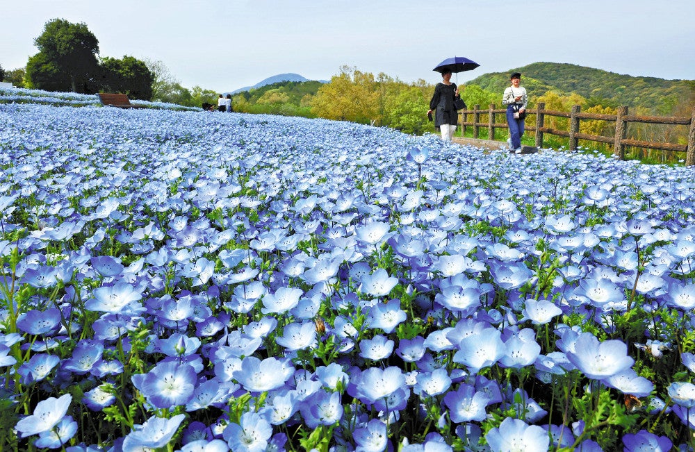 一面に広がるネモフィラの花（１７日、大分県杵築市のるるパークで）＝木佐貫冬星撮影