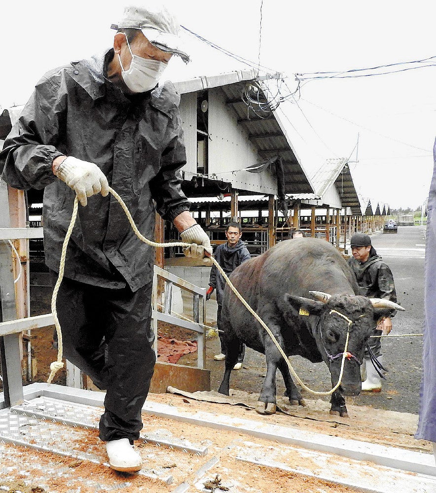 トラックの荷台に載せられる牛（鹿児島県肝付町で）