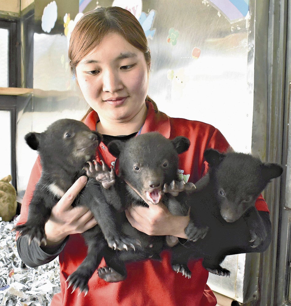 愛くるしい姿を見せる赤ちゃんグマ