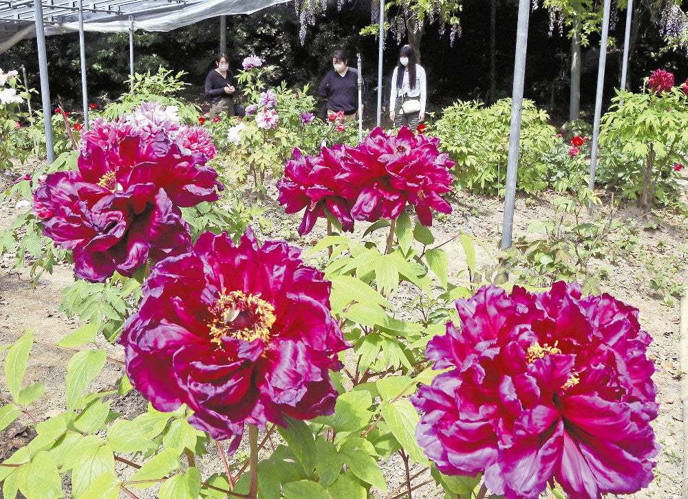 大輪の花を咲かせるボタン（１８日、福岡県みやま市で）＝田中勝美撮影