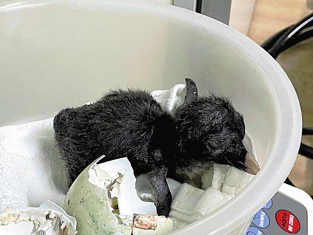 今季初めて生まれたキタイワトビペンギンのヒナ（１８日撮影、男鹿水族館ＧＡＯ提供）