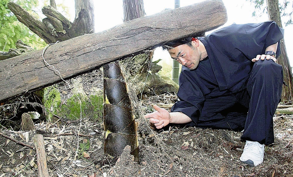 角材を押し上げて育つタケノコを見る牧さん（２０日）（草津市で）