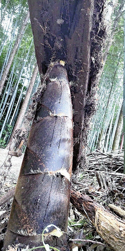 角材の朽ちた割れ目に突き刺さっている（２１日）（草津市で）