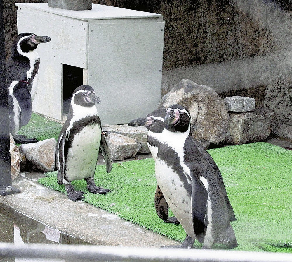 安佐動物公園で飼育中のフンボルトペンギン