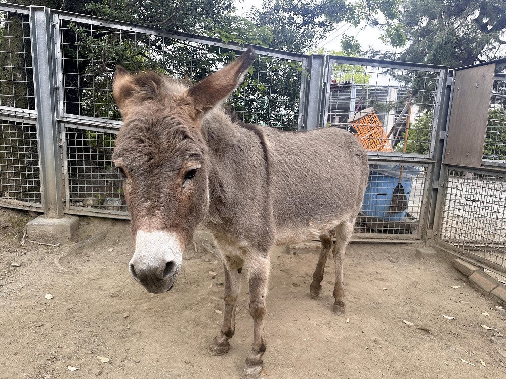 甲府市遊亀公園付属動物園のロバ・モモちゃん（１８日、甲府市で）