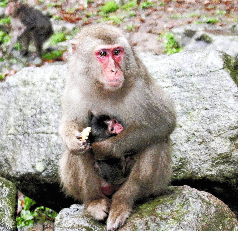 母親のアキラに抱かれるデコピン（高崎山自然動物園提供）