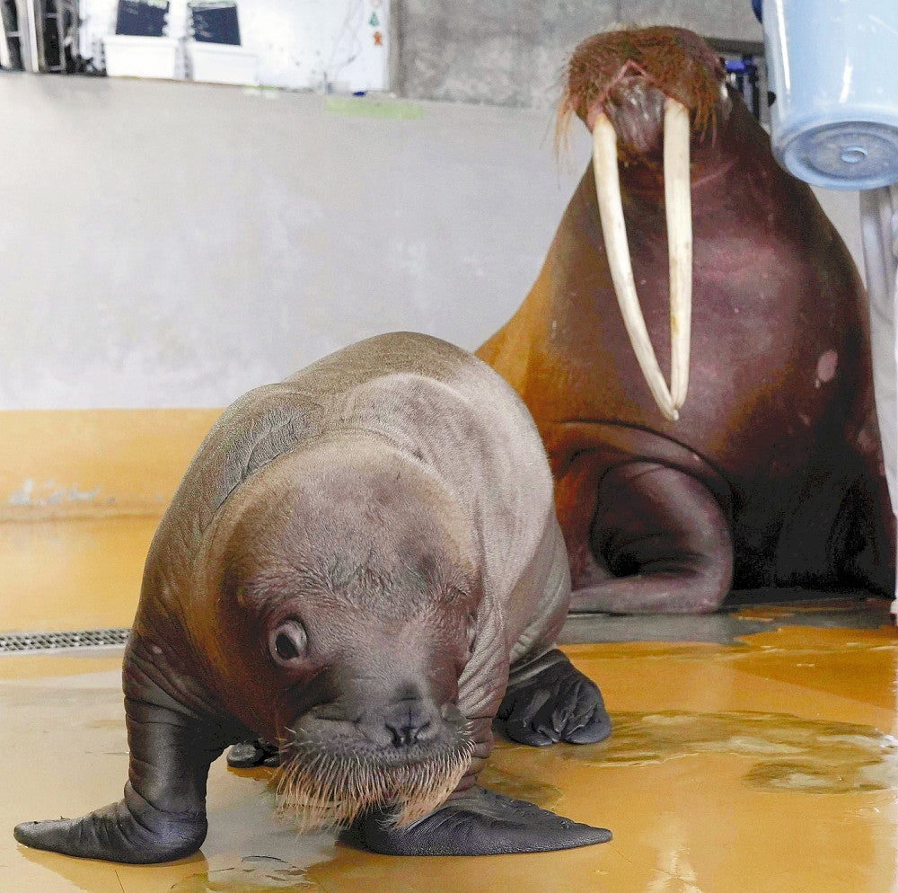 セイウチの赤ちゃん（手前）と母親の泉