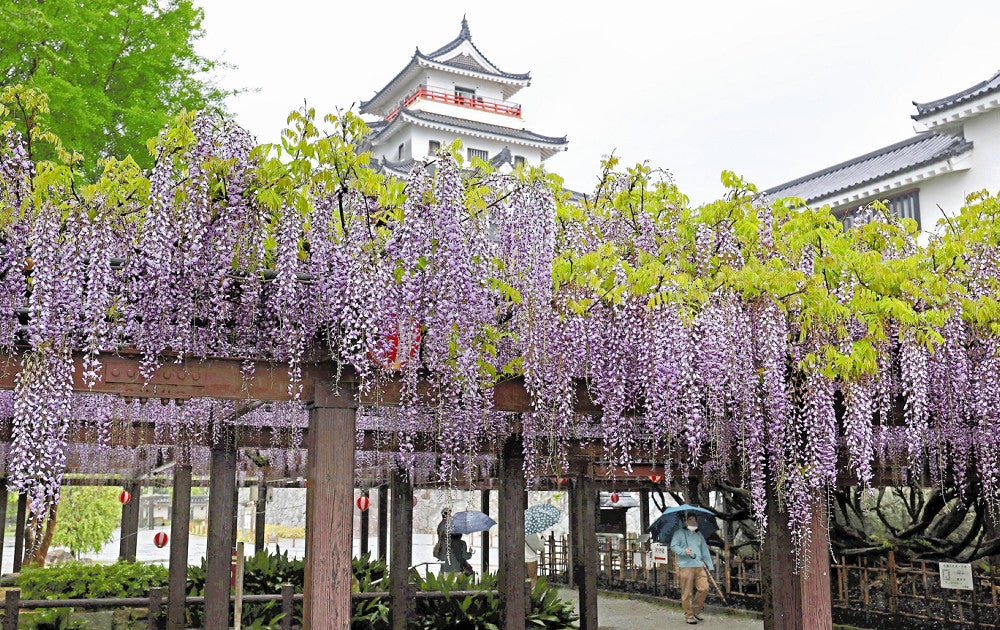 棚いっぱいに咲き誇る唐津城のフジ（２１日、佐賀県唐津市で）＝木佐貫冬星撮影