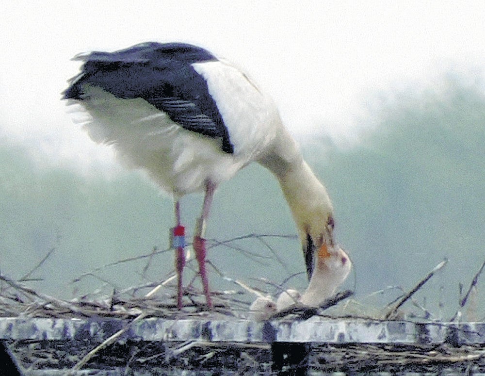誕生した３羽のヒナに餌を与える母鳥のレイ（青木さん提供）（２２日、小山市の渡良瀬遊水地で）