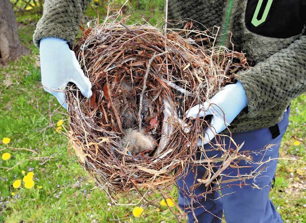 撤去された直径約３０センチのカラスの巣