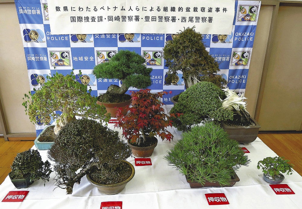 押収された盆栽（岡崎署で）