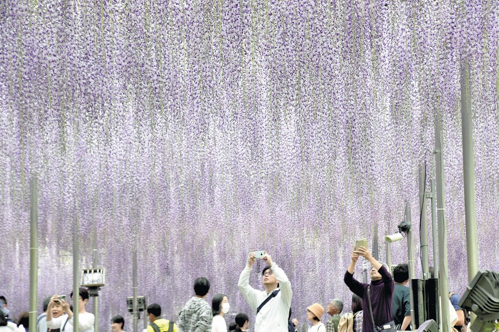 満開を迎えた１６万房の大藤（いずれも２７日、あしかがフラワーパークで）