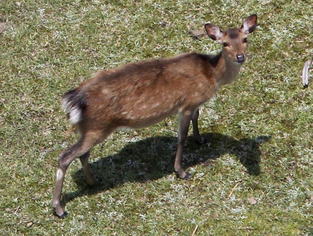 馬毛島に生息するマゲシカ（２０１１年６月、鹿児島県西之表市で、読売ヘリから）