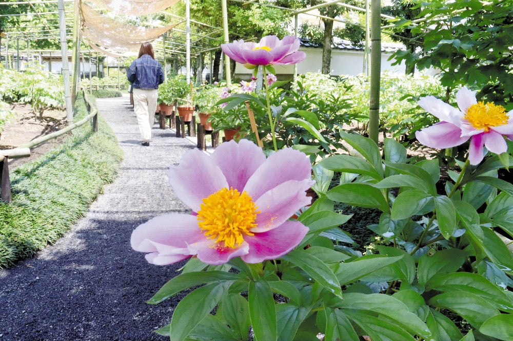 祐徳稲荷神社の日本庭園で咲き始めたシャクヤク