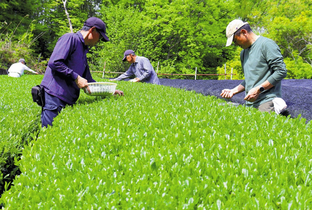 新茶を手摘みする会員ら（奈良市月ヶ瀬で）