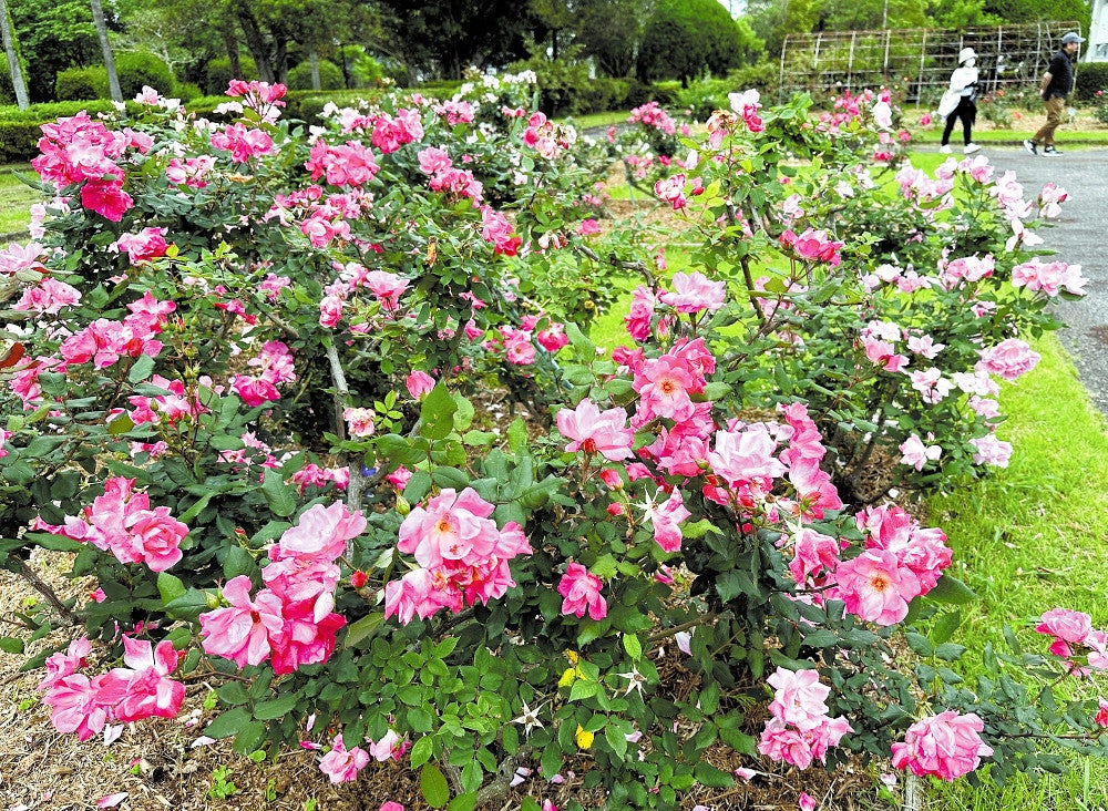 色とりどりの花を咲かせたバラ