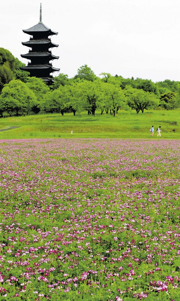 五重塔を背景に咲き誇るレンゲの花（総社市で）