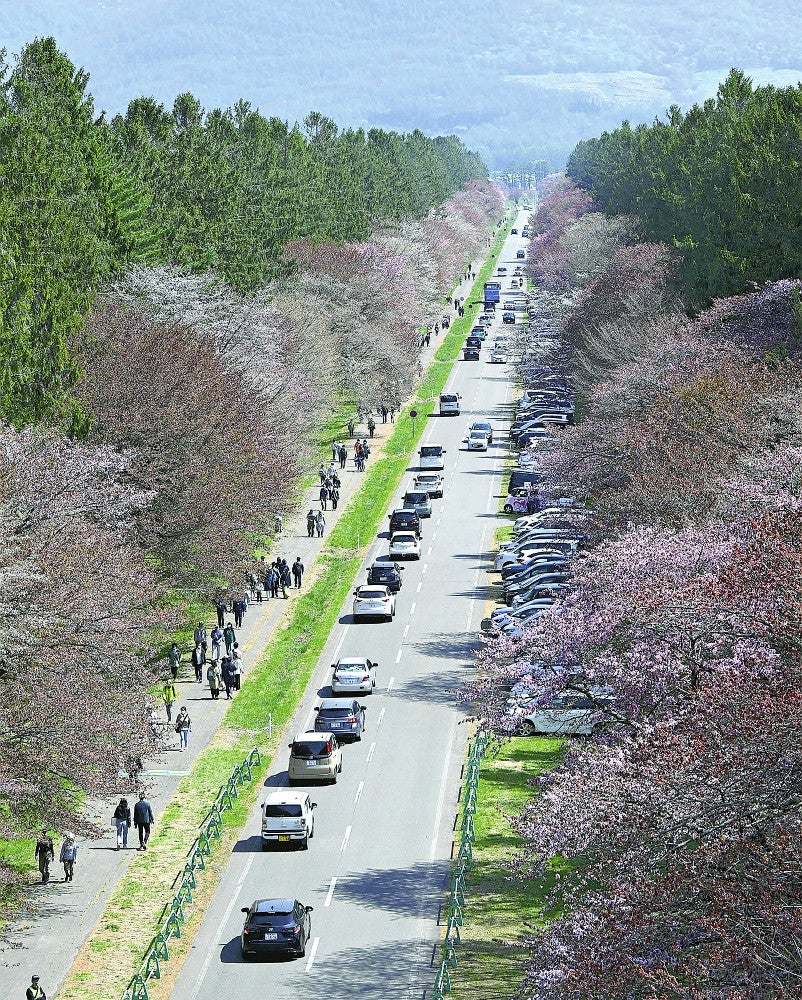 多くの観光客が訪れた二十間道路の桜並木（２９日、新ひだか町で）＝大石健登撮影
