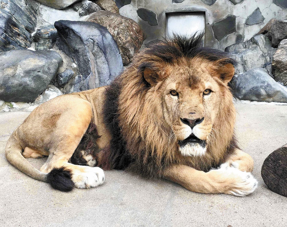 ライオンの「モイカ」（徳山動物園提供）