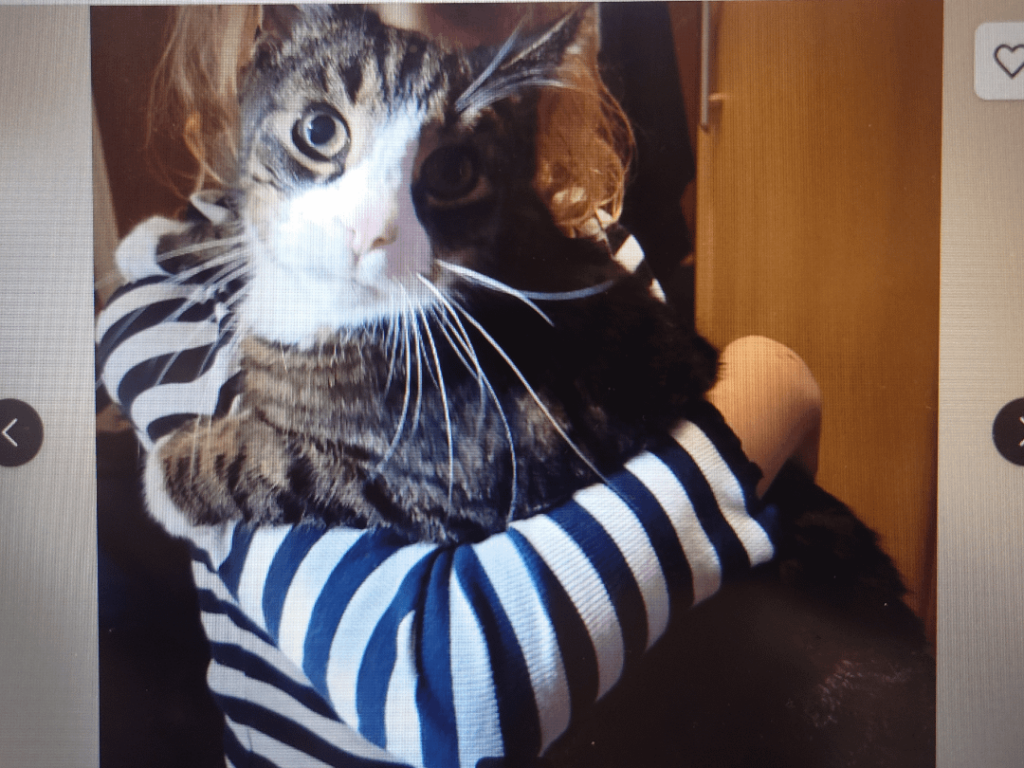 海外移住のためシニア猫を捨てる？
