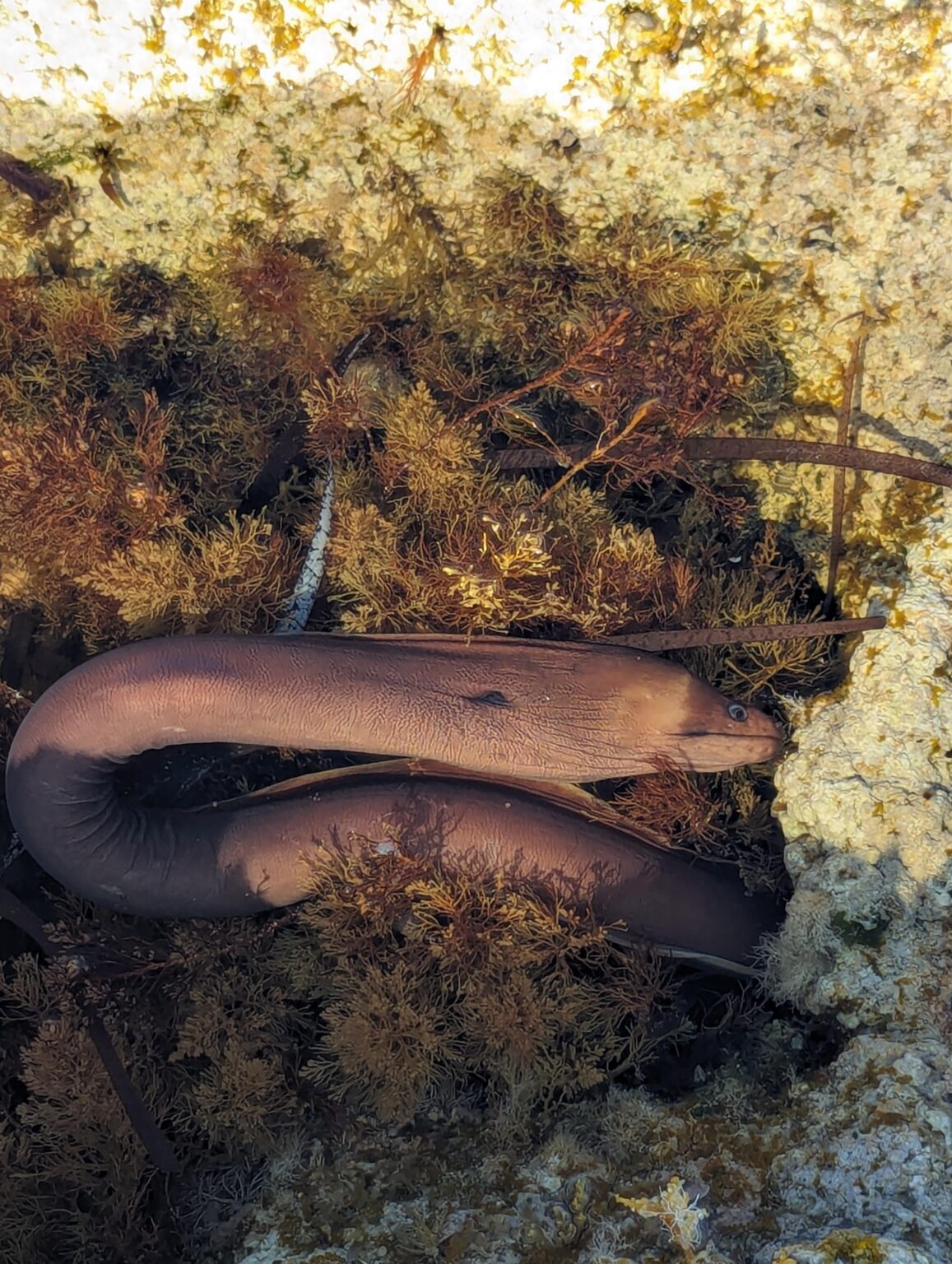 この鰻は死んでいるのか