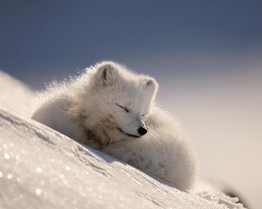[Svalbard] 地球上で私の一番好きな場所かもしれない。 昨日は朝から夕暮れまで、野生動物を探して一日中過ごしました。 この時期の光は綺麗ですね