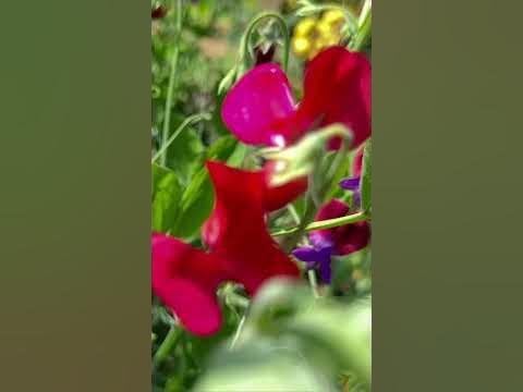 庭の蛇 θερκό