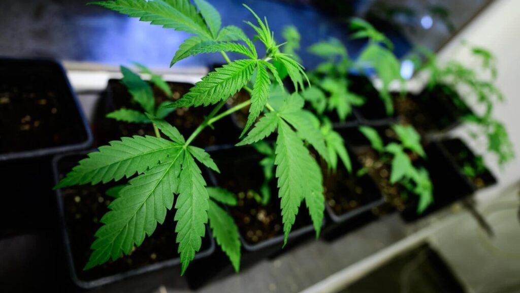 ドイツが大麻を合法化