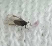 小さなハエ