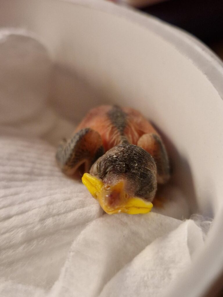 これは何の種類の鳥かわかる人はいますか？