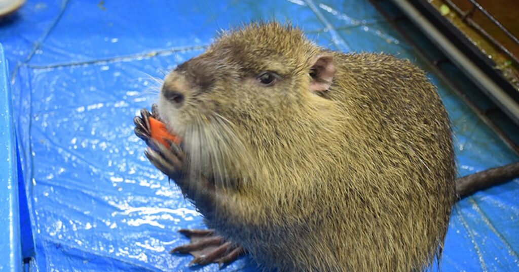 ｢害獣｣ヌートリア生息域拡大中 毛皮を重宝、今は昔