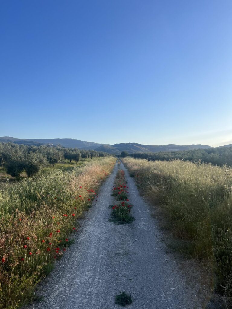最近のハエンでのサイクリング旅行から