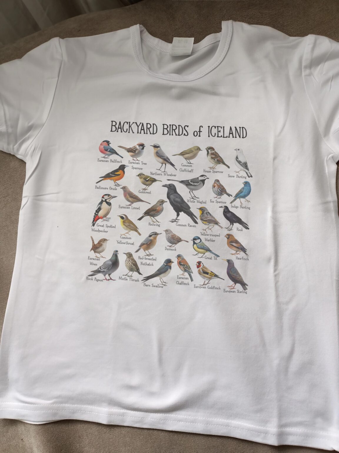 アイスランドの鳥が朝を明るくしてくれます!