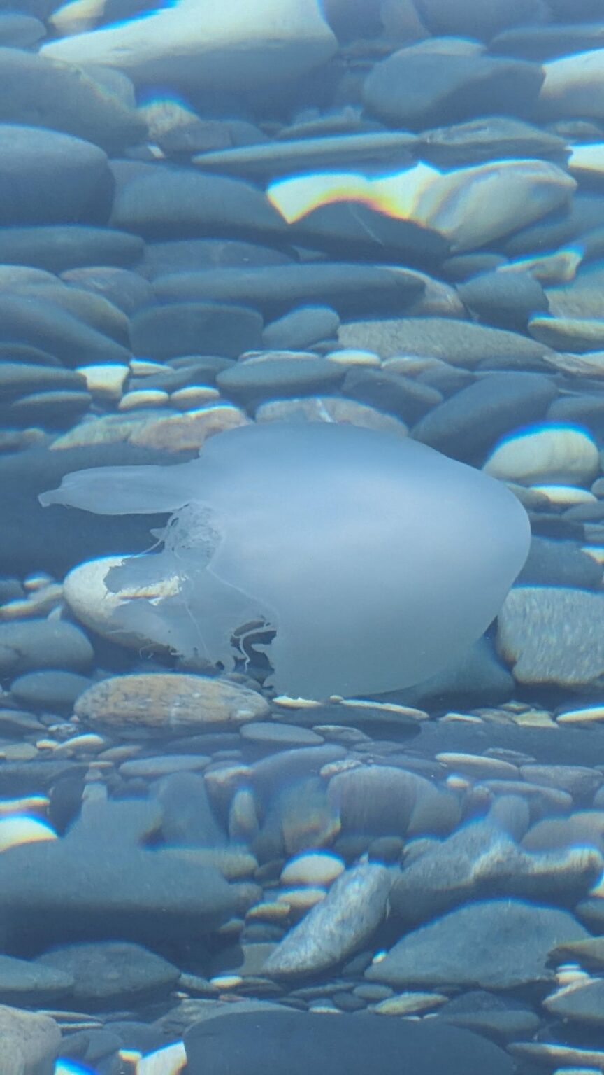 アギオス・テオドロスの海岸のクラゲ