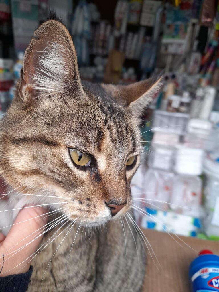 小さな耳