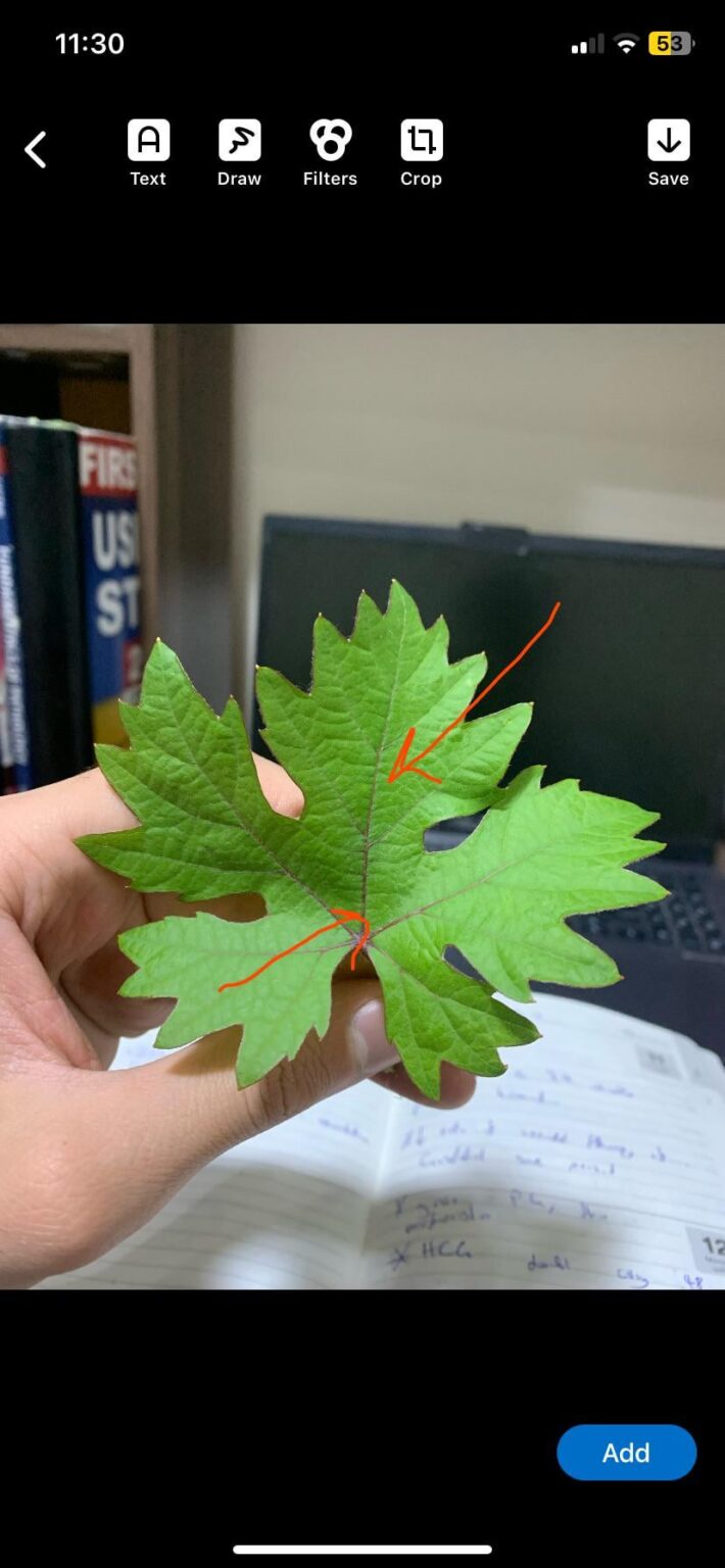 これはキプロス産ブドウの木の葉ですか？