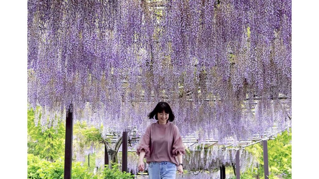 [Pick up photos] まるでオーロラのよう 藤の花が見頃