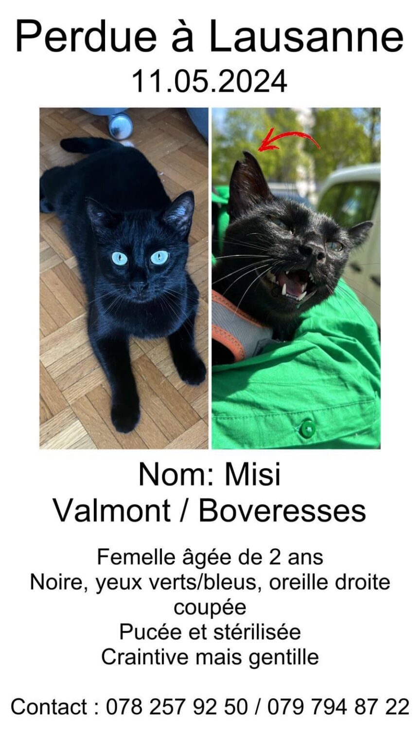 行方不明の猫: ヴォー州ローザンヌ、ヴァルモン/ボヴァレス地区