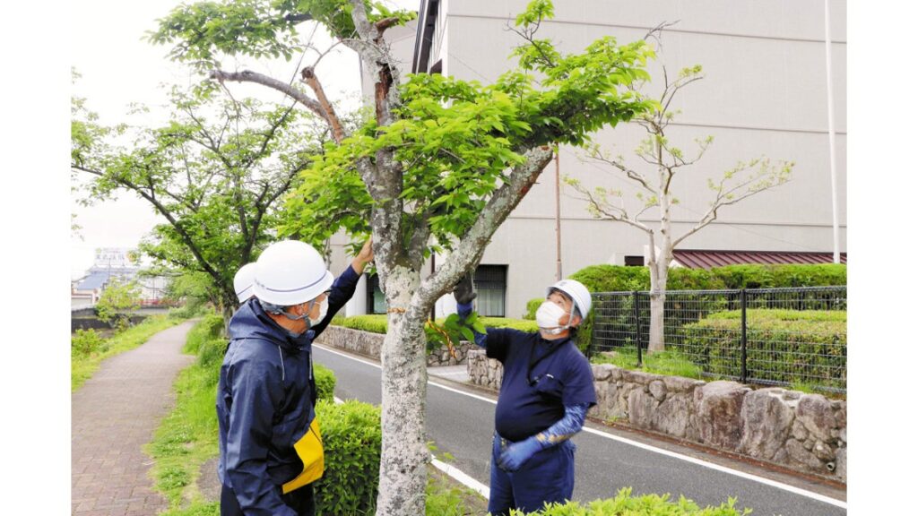 [ニュース] 福岡県太宰府市「すぐやる班」、京都市の倒木事故受け桜並木をパトロール…市民の要望に迅速対応