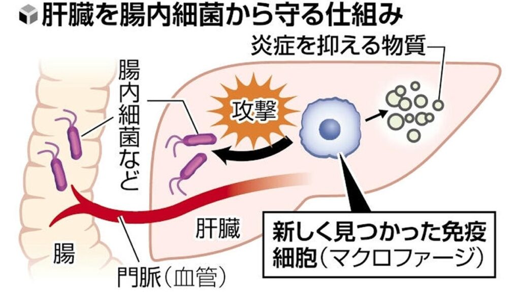 [医療・健康] 肝臓で新たな免疫細胞を発見…腸内細菌を撃退しても炎症抑える働き、慢性肝炎の予防や治療法へ期待