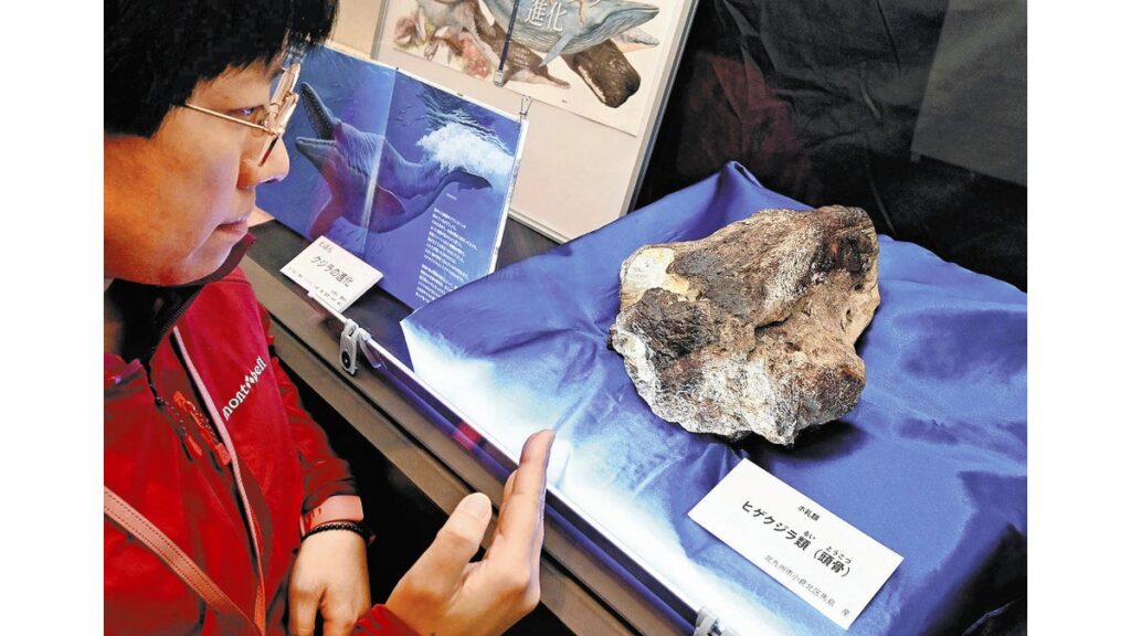 [ニュース] 山口博物館所蔵のクジラの化石、正体は「歯を持つヒゲクジラ類」だった…「進化の一端うかがえる」