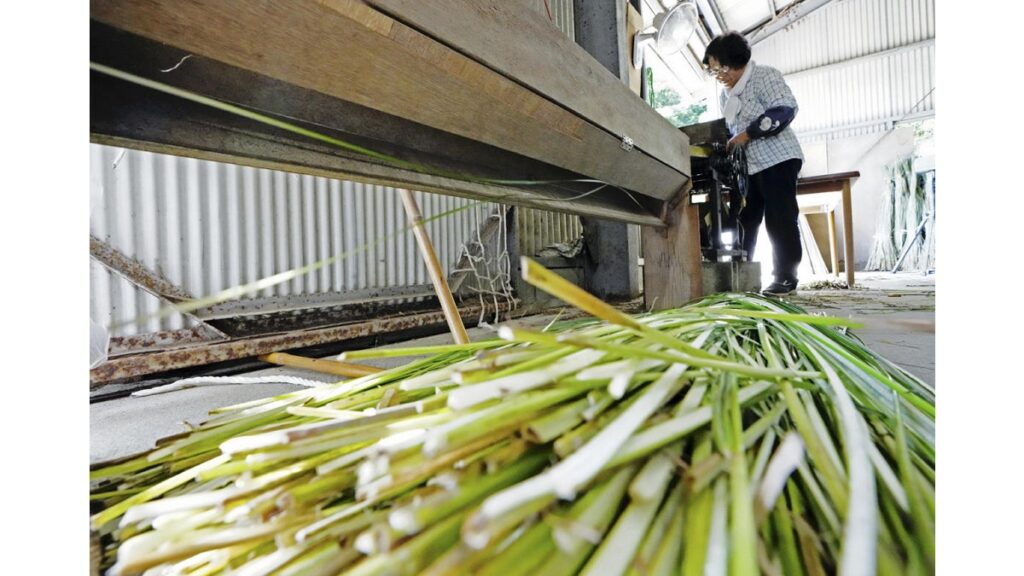 [旅] 真っ二つに割かれ、独特の風合いに…＜くにさき七島藺表【５】＞