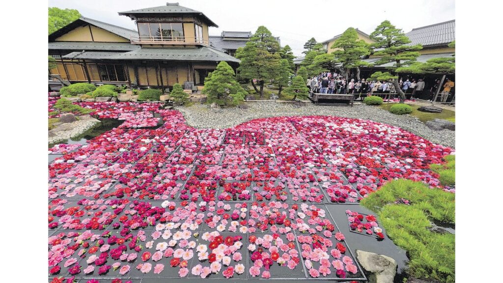 [ニュース] 水面にボタン３万輪…島根・大根島