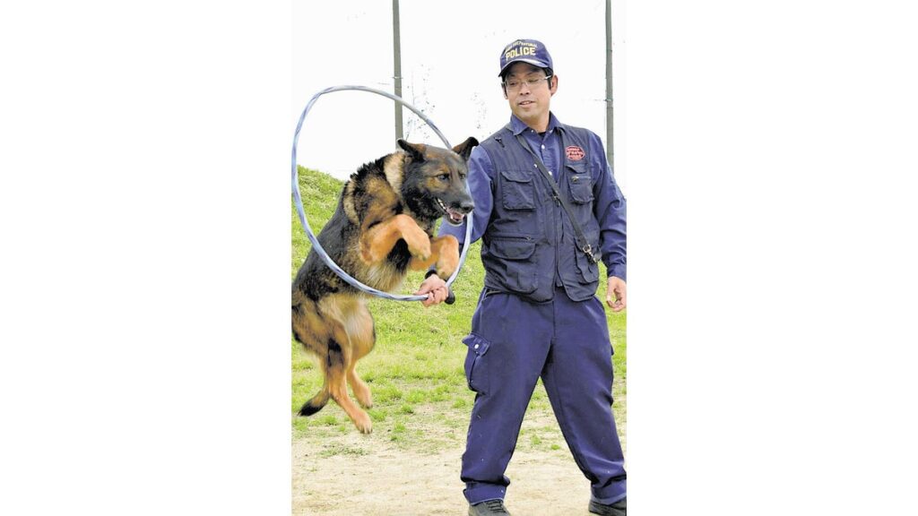 [ニュース] 警察犬の訓練担当は、元水族館のイルカショー担当…大阪府警・横田さん