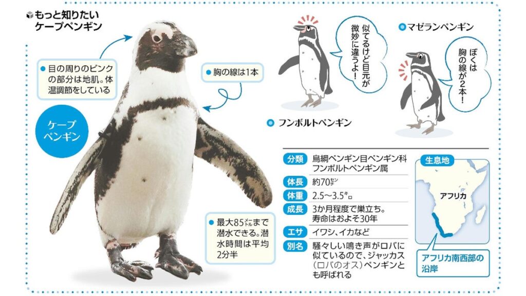 [#kyoto] ケープペンギンの恋、昼ドラ級カオス…京都水族館の「相関図」SNSでも話題