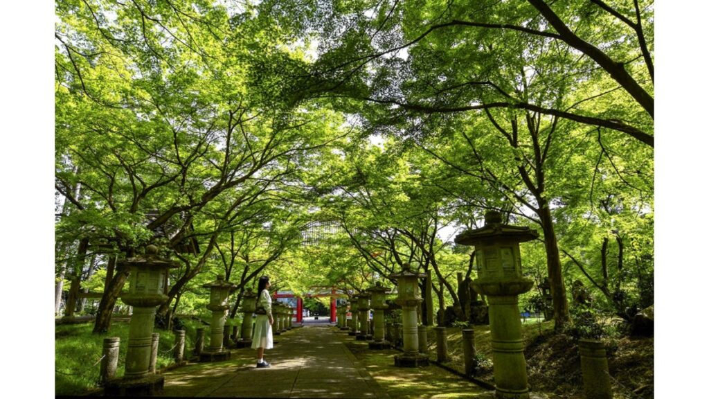 [社会] 初夏告げる「青もみじ」見頃、散策の男性「心晴れやかに」…兵庫・高山寺